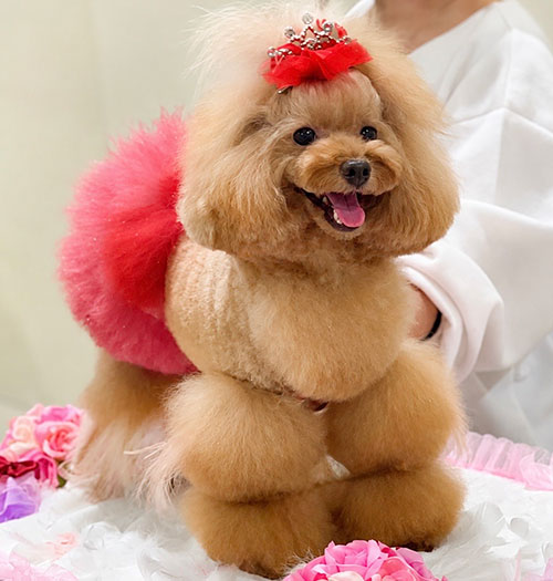 オーナートリマー 安達 寿子